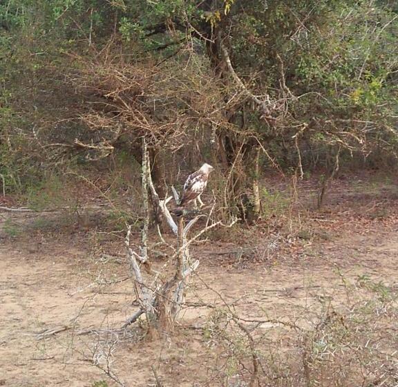 فندق Nehansa Resort And Safari