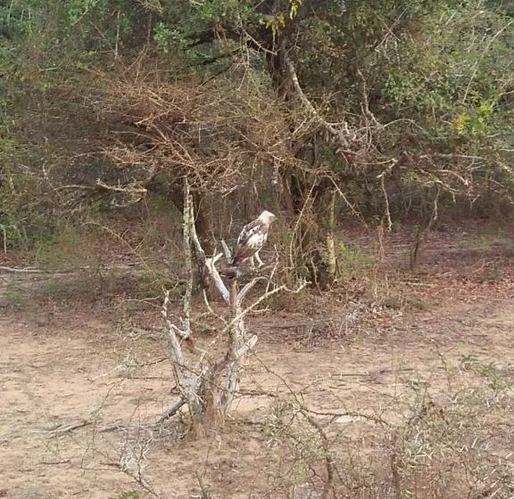 Hotelli Nehansa Resort And Safari