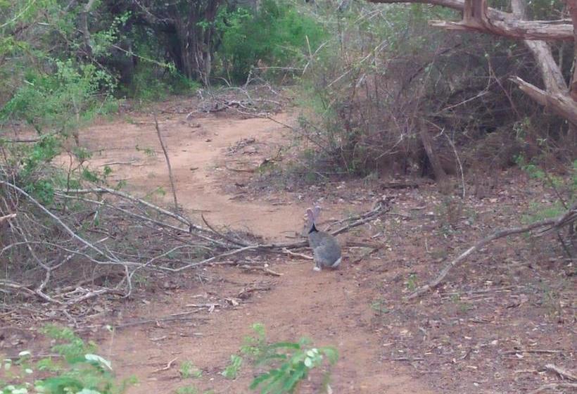 فندق Nehansa Resort And Safari