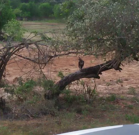 Hotelli Nehansa Resort And Safari