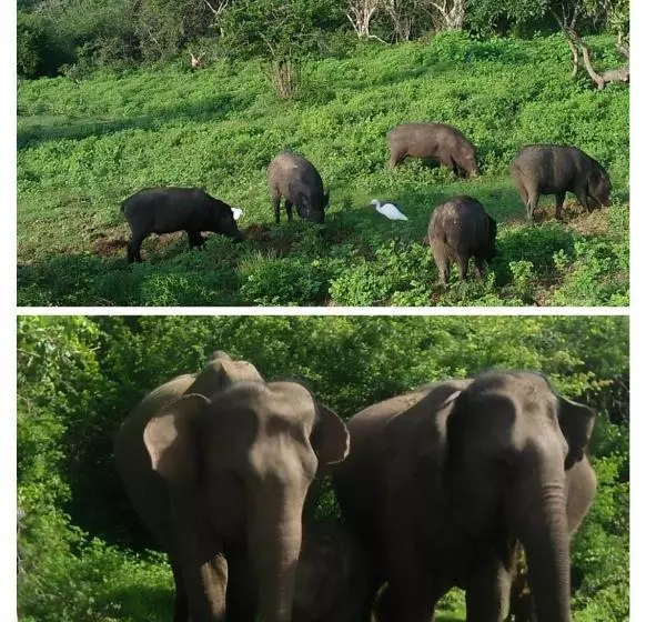 Hotelli Nehansa Resort And Safari