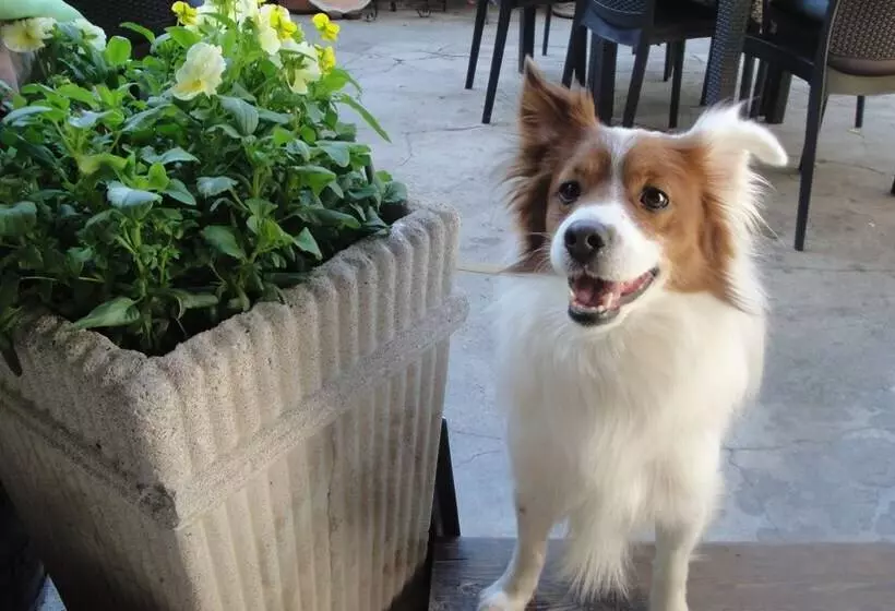 Aamiaismajoitus (B&B) The Queen Tower