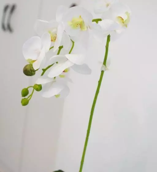 Majatalo The Stables, Beaulieu Kyalami