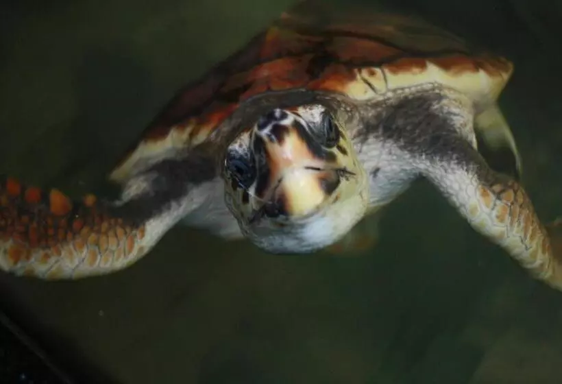 Hotelli Royal Rich Villa