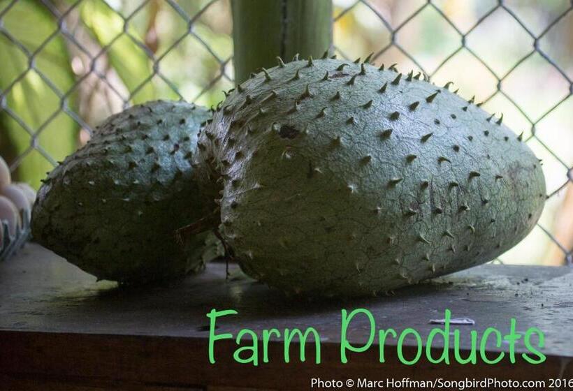 Пансион Eco Guest House   Sarapiquí 1