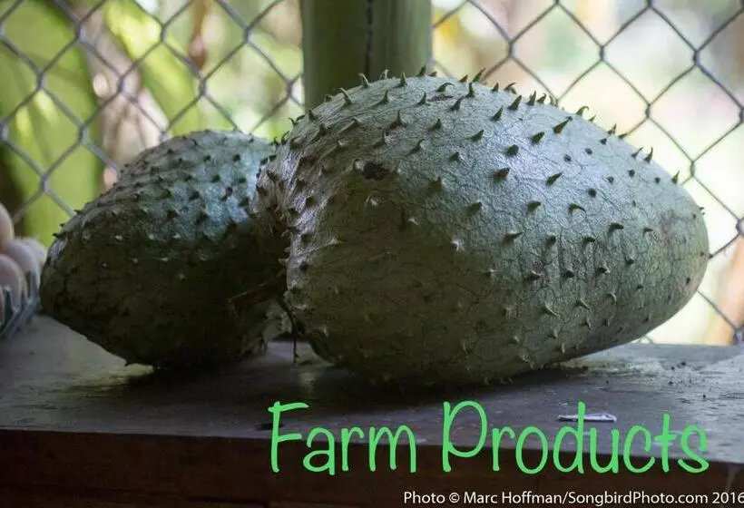 Majatalo Eco Guest House   Sarapiquí 1