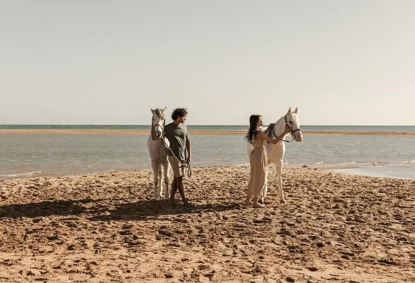 ホテル Casa Cook El Gouna - Adults Only