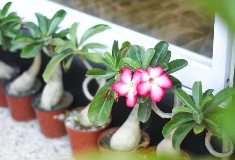 פנסיון Keira Tourist Inn