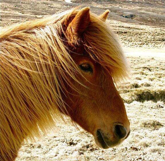 پانسیون Solvanes Farmholidays