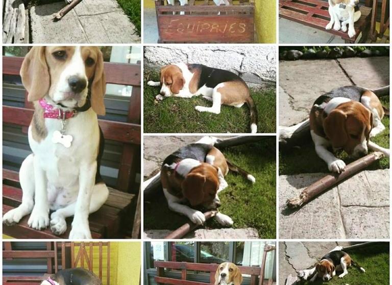 פנסיון Las Cabañitas