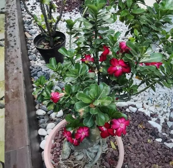 ホテル Santa Isabel