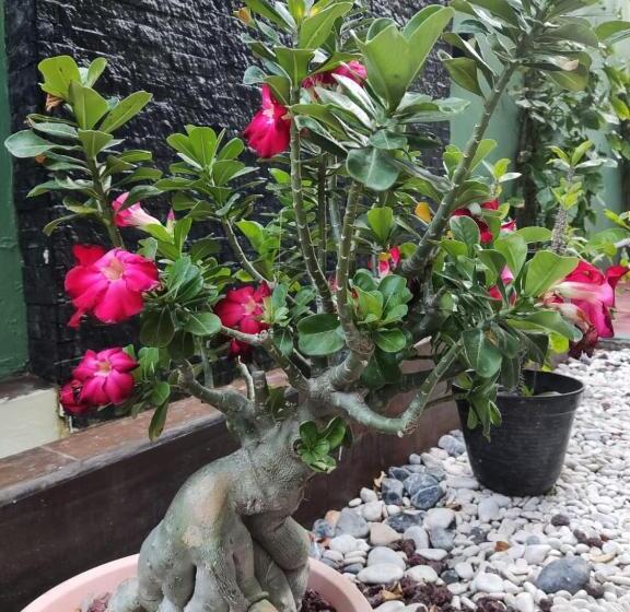 فندق Santa Isabel