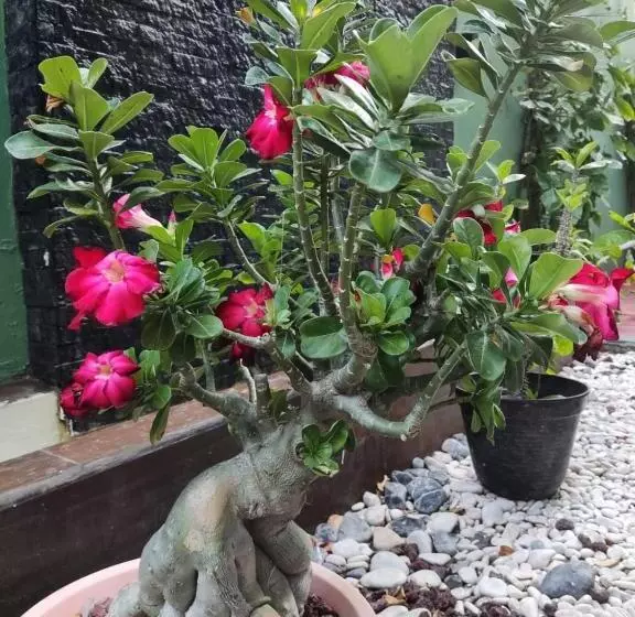 ホテル Santa Isabel