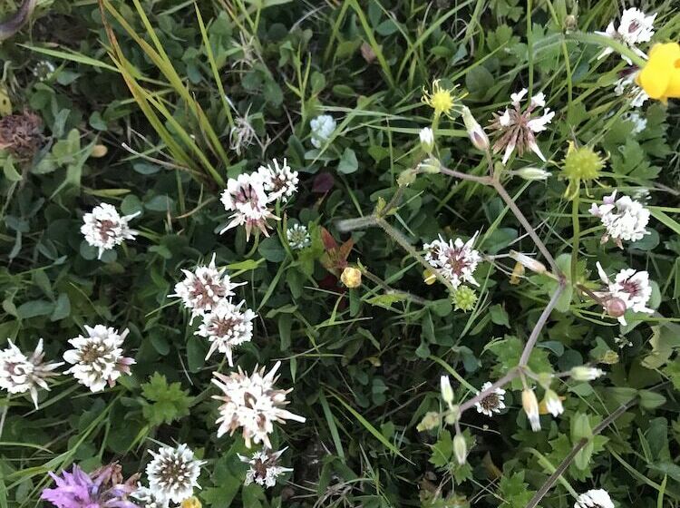 Panzió Melvin Country House