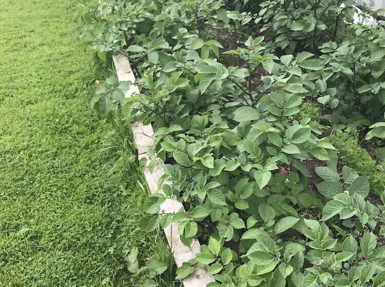 Panzió Melvin Country House