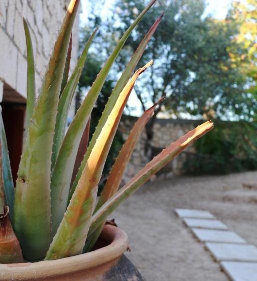 Pyrgos Ralli Estate Apartments And Suites