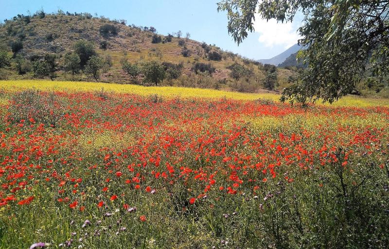 Magina Dream La Guardia