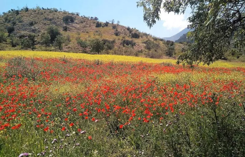 Magina Dream La Guardia