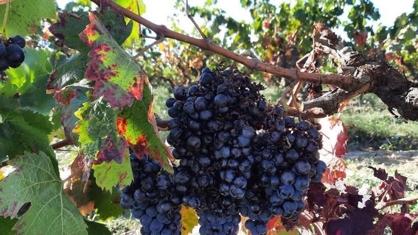 مبيت وإفطار Le Coq Du Nord Mailhac Gîte Et Chambres D Hôtes