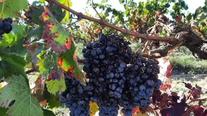 ベッドアンドブレックファースト Le Coq Du Nord   Mailhac Gîte Et Chambres D Hôtes