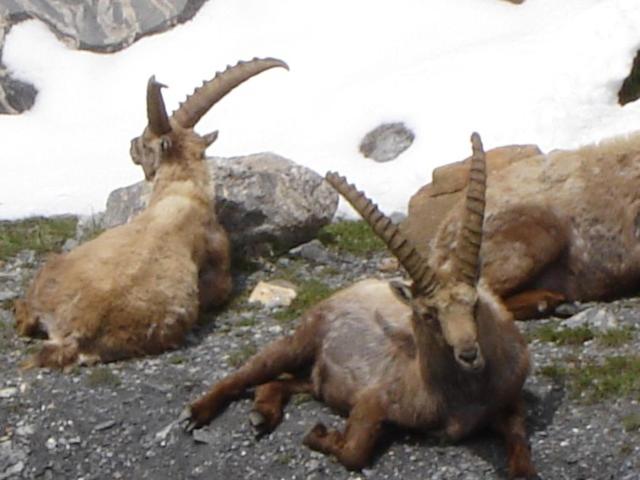 ベッドアンドブレックファースト La Petite étoile D Hôtes En Mercantour