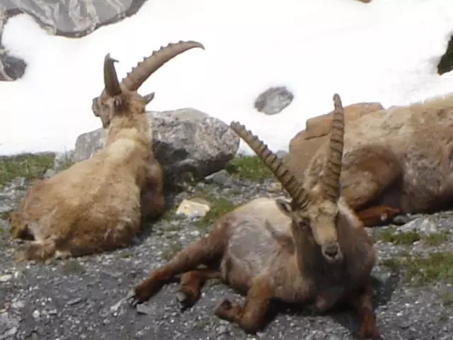 Aamiaismajoitus (B&B) La Petite étoile D Hôtes En Mercantour