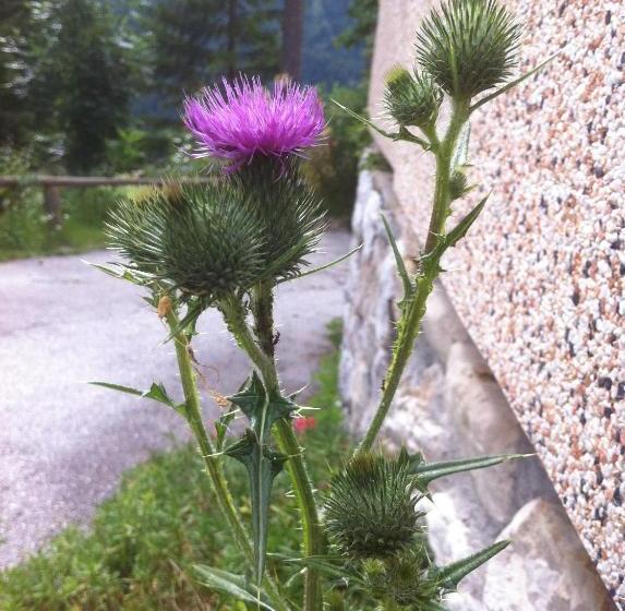 בית מלון כפרי Il Cardo