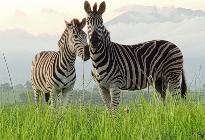 בית מלון כפרי Buff & Fellow Eco Cabins