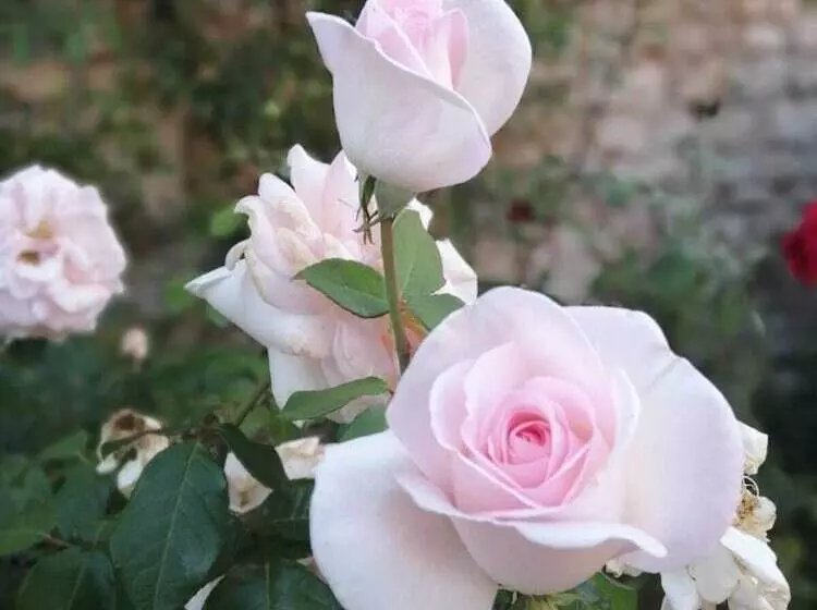 ホテル Domaine St Germer