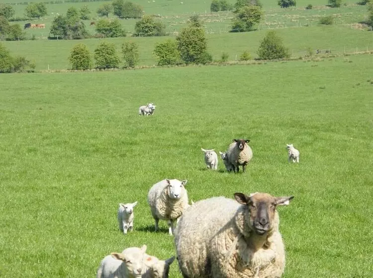 Riverfield Bed And Breakfast