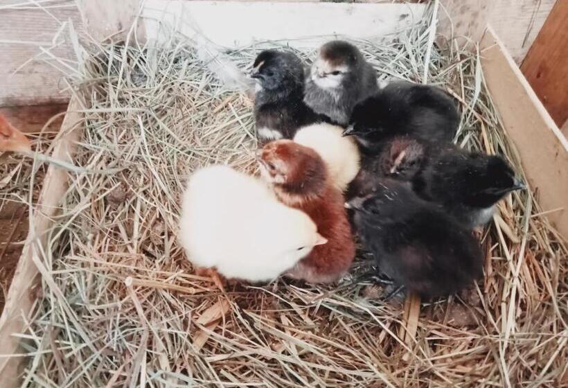 ペンション Berggasthof Karlbauer