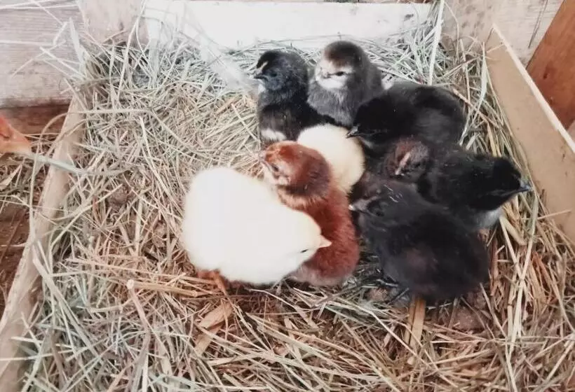 Majatalo Berggasthof Karlbauer