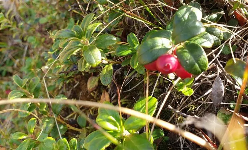 Majatalo Berggasthof Karlbauer