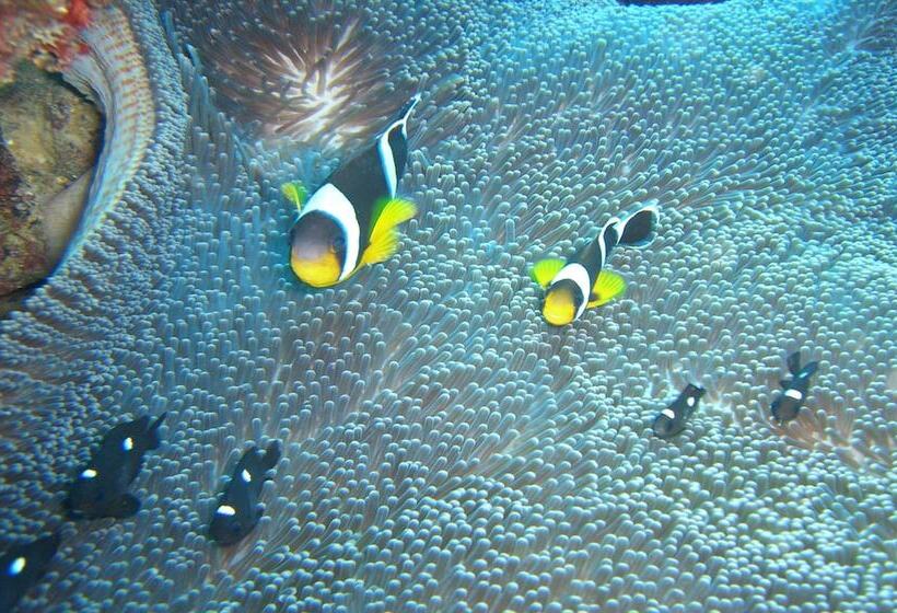 پانسیون Le Recif Guest House