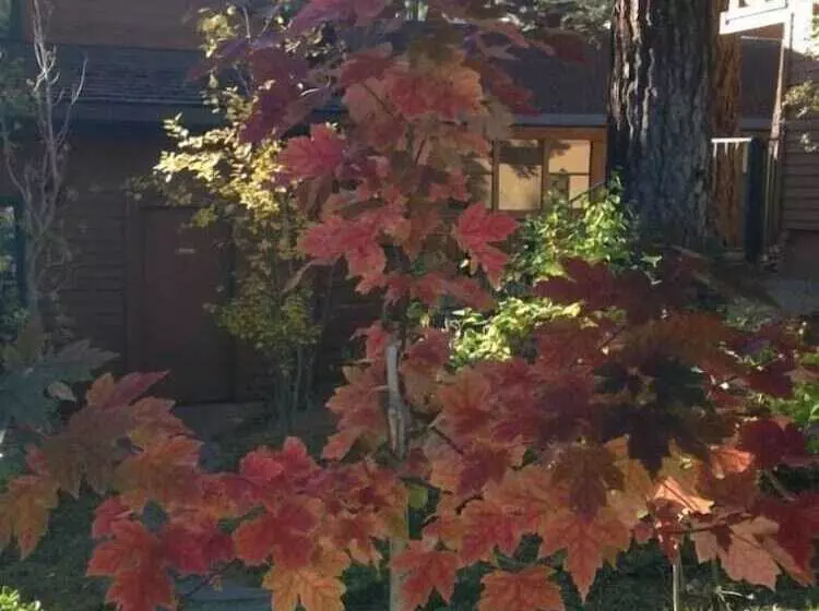 בית מלון כפרי Mountainback At Mammoth