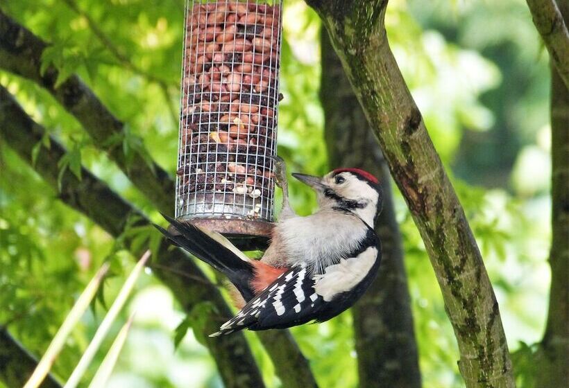 住宿加早餐  The Willow