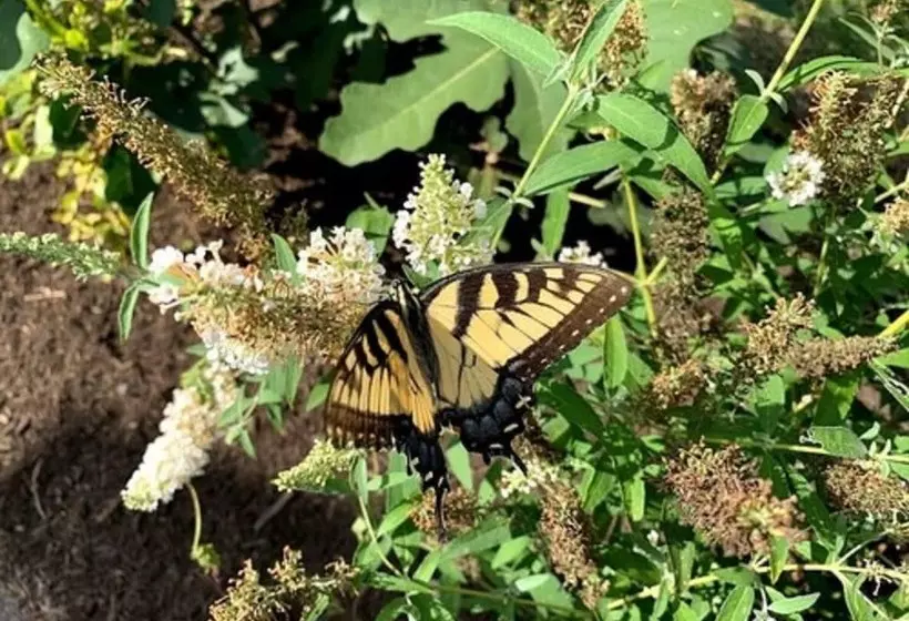 America Sandman B & B