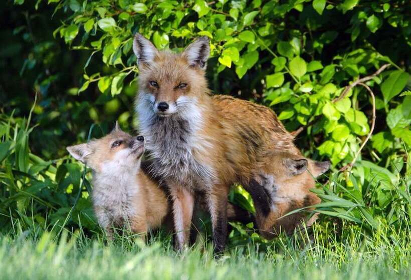 America Sandman B & B