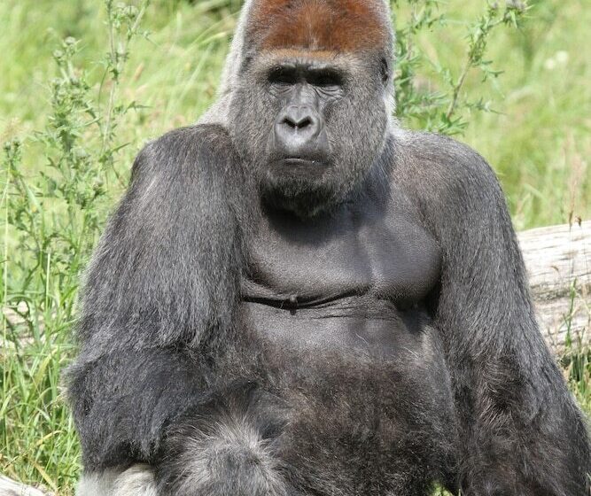 בית מלון כפרי Givskud Zoo Hostel