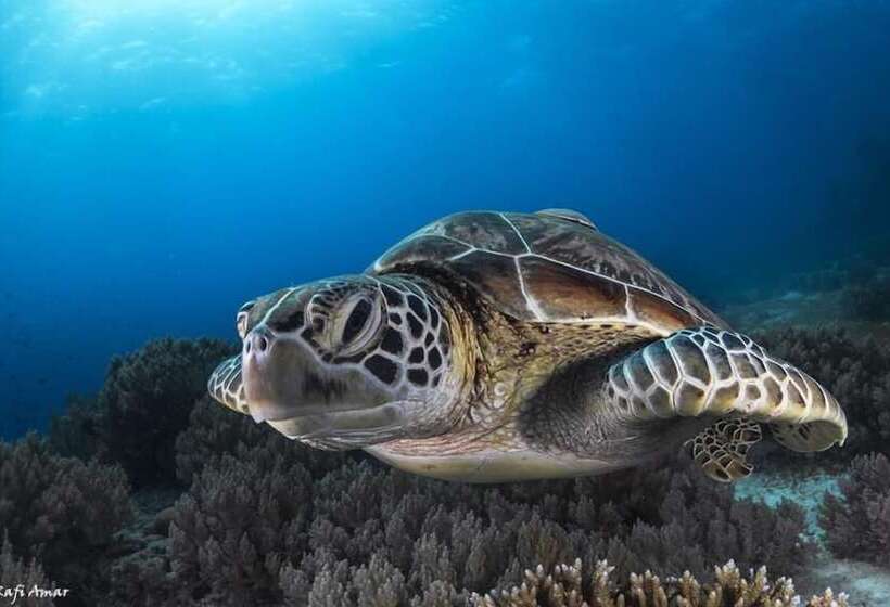 فندق Isla Hayahay Beach Resort And Restaurant