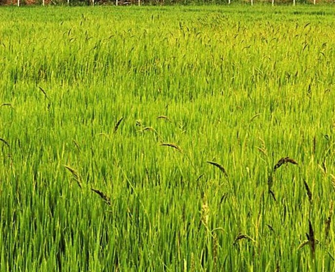 فندق Indie House @ Maerim