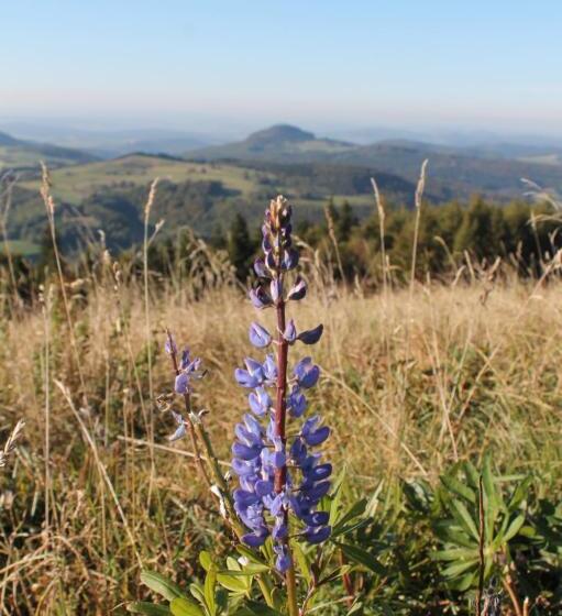 Отель Pension Gasthof Zum Lamm