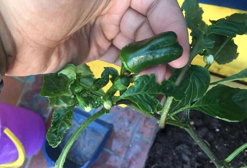 پانسیون Hostel Juniors