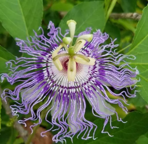 فندق Sanibel Moorings