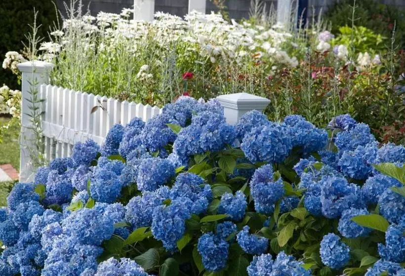 ホテル Ship S Knees Inn