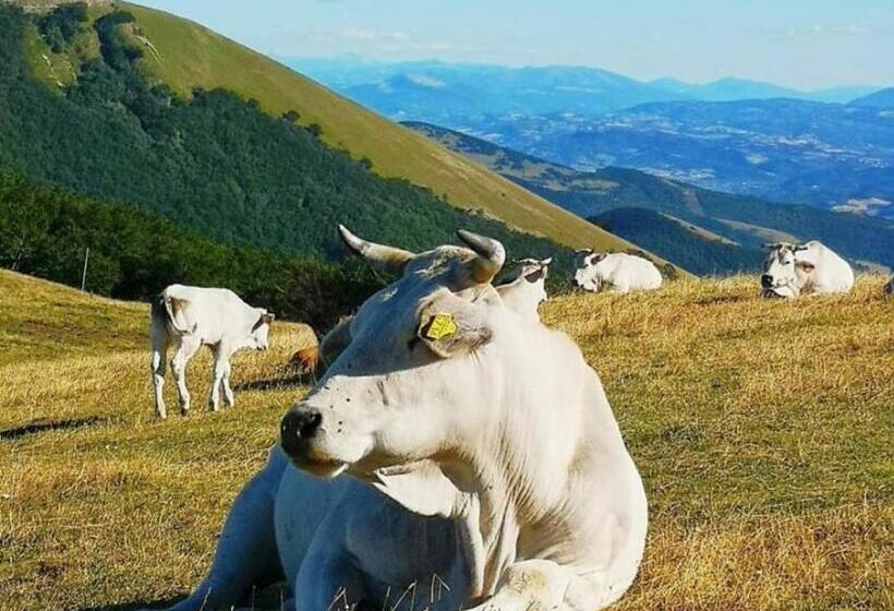 צימר Bed&breakfast La Badia