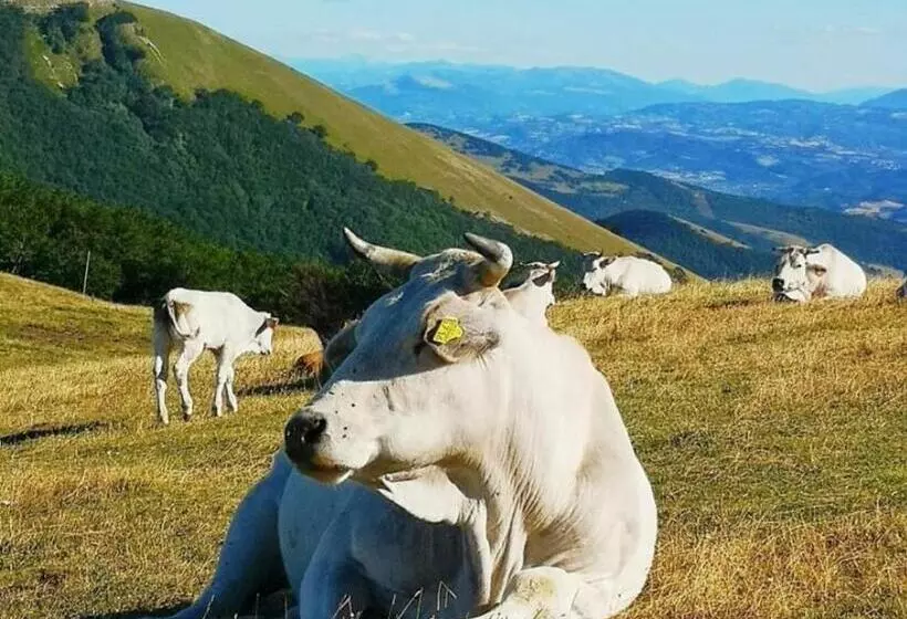 Aamiaismajoitus (B&B) Bed&breakfast La Badia