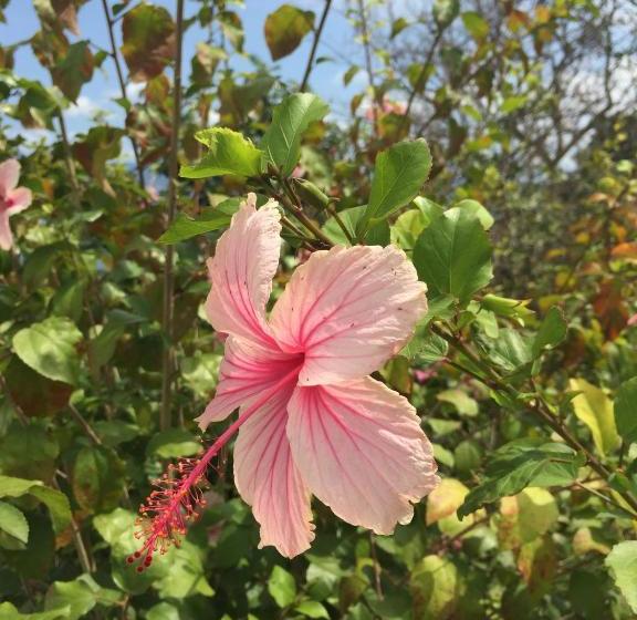 Apartment With 2 Bedrooms In Anse D Arlet, With Balcony And Wifi  4 Km From The Beach