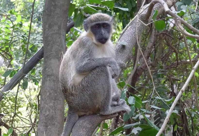 Hotelli Kunta Lodges Bijilo