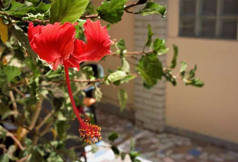 هتل Kunta Lodges Bijilo